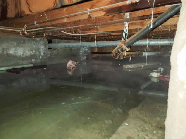 Best Flooded house restoration  in Madisonville, TX